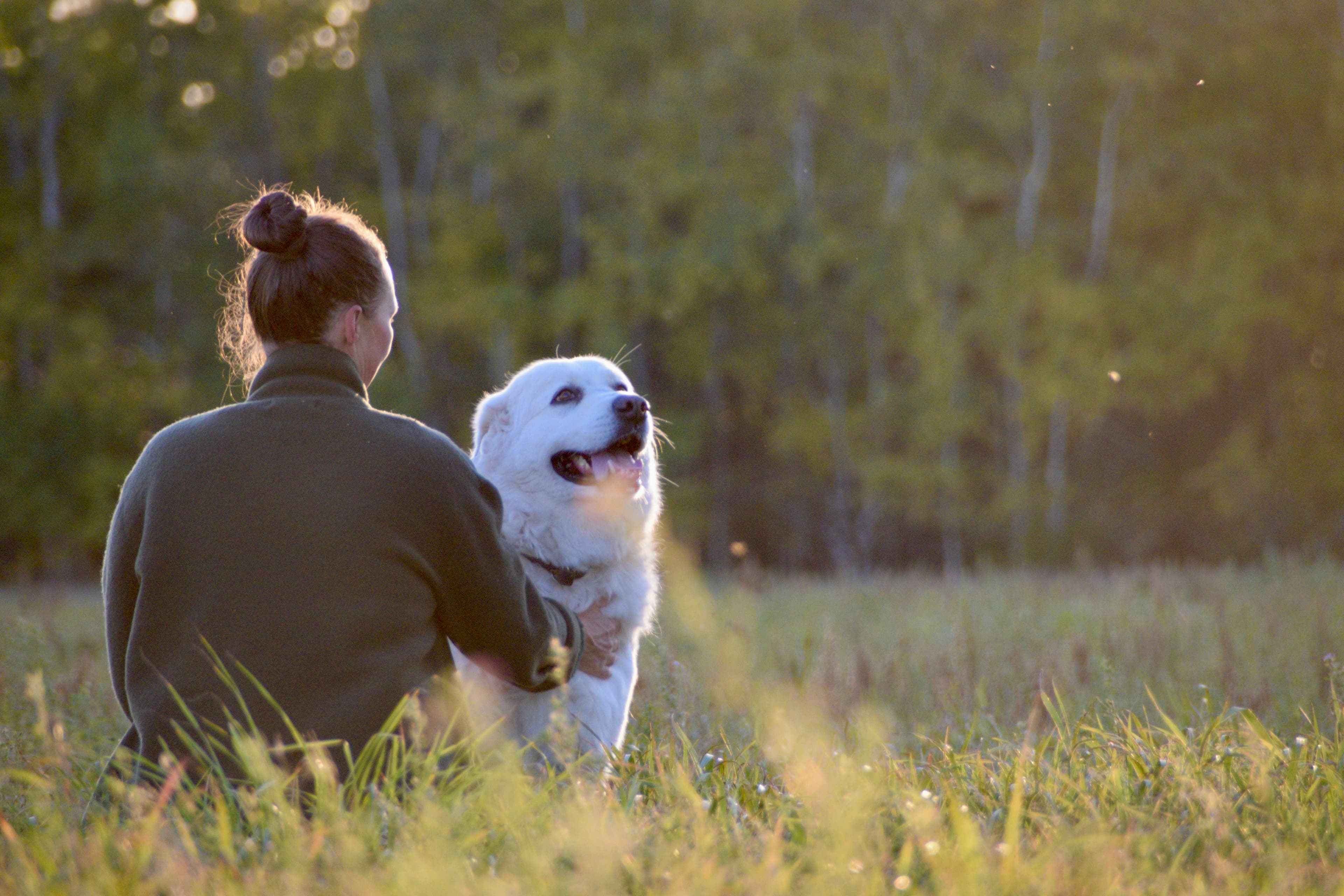 A person sitting with a happy dog in a quiet countryside field