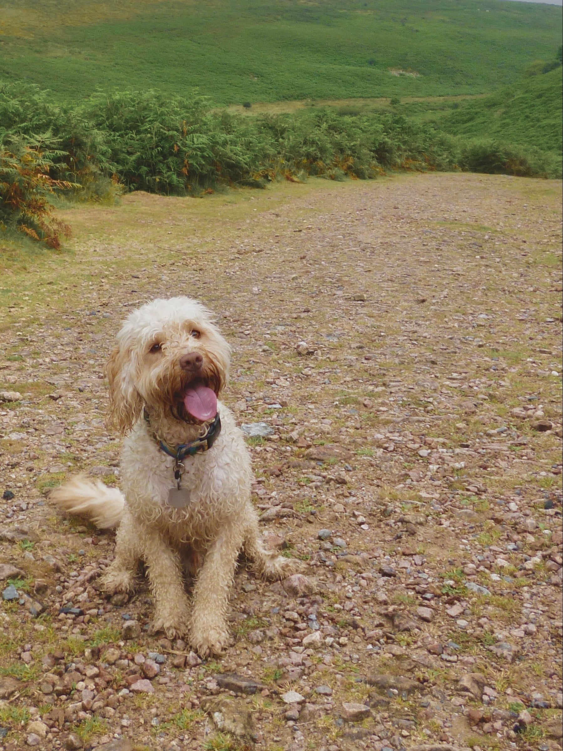 The UK's Best Dog-Friendly Glamping: Luxury Escapes Your Dog Will Actually Love